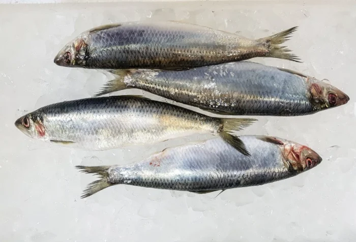 Frozen herring fish