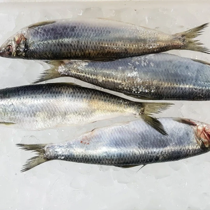 Frozen herring fish