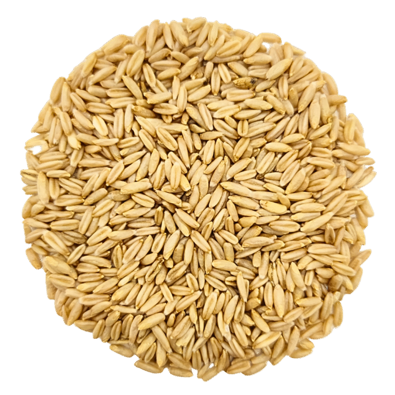 Oat seeds