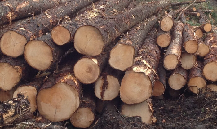 Spruce wood logs
