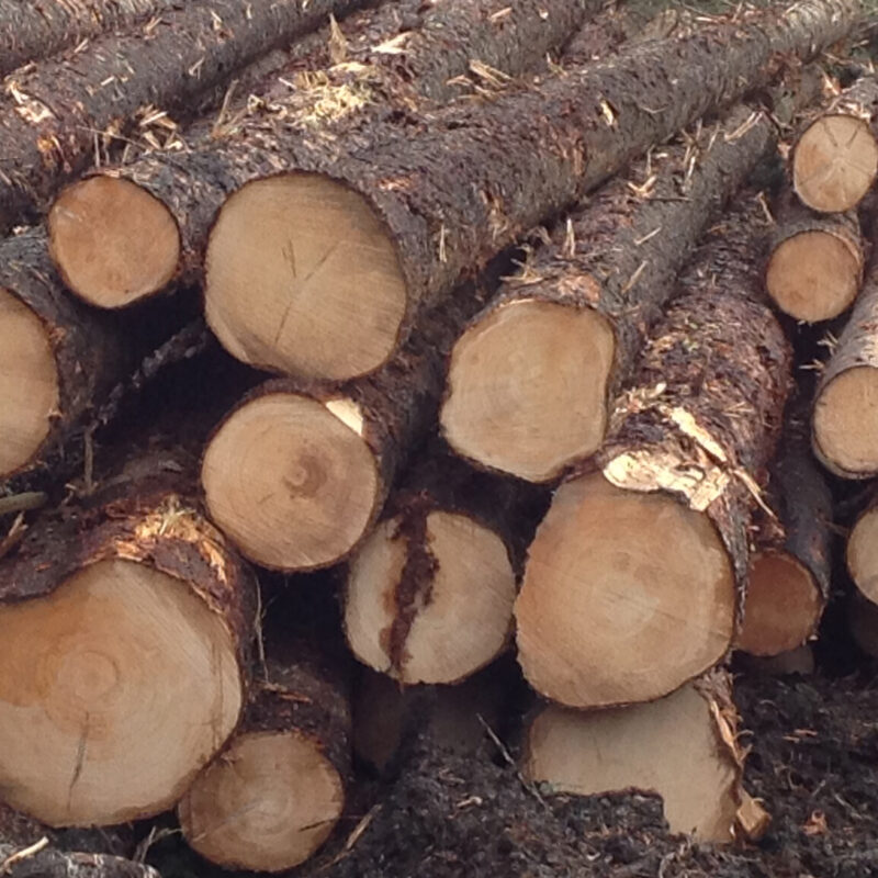 Spruce wood logs