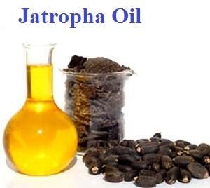 Jatropha oil
