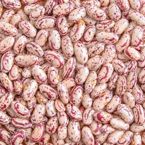Speckled pinto beans